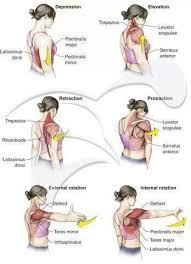Shoulder Biomechanics Yoga Anatomy Physical Therapy Massage Therapy