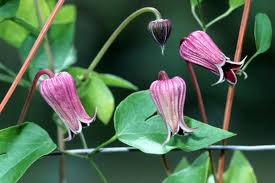 Image result for Clematis pulchra