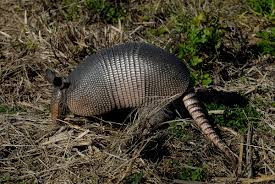 Maybe you would like to learn more about one of these? Nine Banded Armadillo Wikipedia