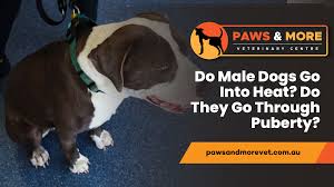 Do Male Dogs Go Into Heat? Do They Go Through Puberty? - Paws and More Vet