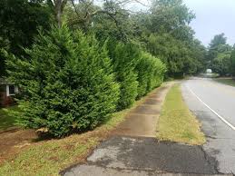 Mature height/spread this tree will grow 60 to 70 feet tall and 12 to 20 feet wide. Mixed Screens Home Garden Information Center
