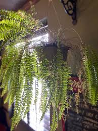 Check spelling or type a new query. Help Are My Ferns Dying Album On Imgur