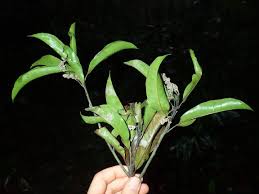 Image result for Magnistipula