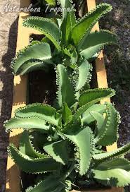 Pin En Gardening