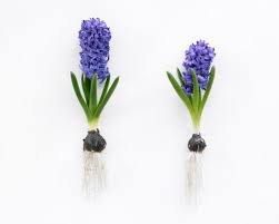 It grows from a bulb and the flowers are usually blue, pink, or white. All About Hyacinths