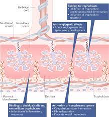 Obstetric And Vascular Antiphospholipid Syndrome Same Antibodies But Different Diseases Nature Reviews Rheumatology