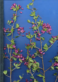 Image result for Securidaca longepedunculata