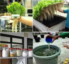 Dengan cara ini, kebun kita akan bebas dari serangan serangga perosak dan racun. Baja Hidroponik Buatan Sendiri Malaysian Today