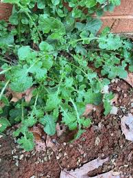 Image result for Youngia