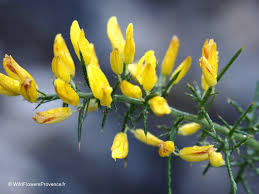 Image result for Ulex