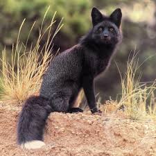 Black Fox Tumblr Animals Wild Animals Pet Fox