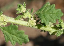 Image result for Gnidia chapmanii