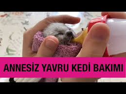 Annesiz Yavru Bir Kediye Nasil Bakarim Vet Hek Gizem Taktak Youtube