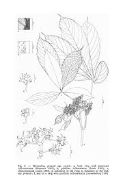 Image result for Musanga leo-errerae