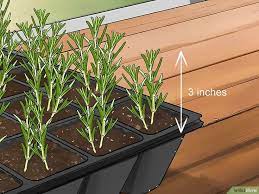 Image Titled Grow Rosemary From Seed Step 14 Growing Rosemary Rosemary Plant Growing Plants From Seeds