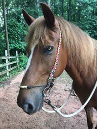 Step by step instructions for two different styles of noseband. How To Make An Easy Diy Bridle For Your Horse The Broke Horseman