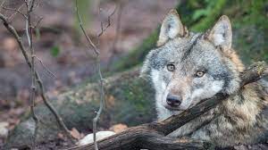 The Protection Of The Endangered Species Act Keeps Wolves Away From The Brink Of Extinction Once Wolves Are Gone They L Endangered Species Endangered Species