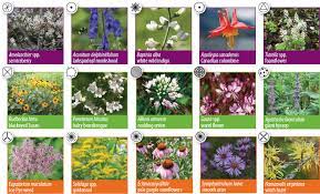 Check spelling or type a new query. Pollinator Gardens City Of Guelph