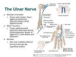 Related online courses on physioplus. Accessphysiotherapy Brachial Plexus And Peripheral Nerves