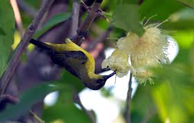 Suara pikat betina jantan ciblek buat pikat dan masteran 100 suara duet pikat cingcoho jantan dan betina♬ jon pangestu download mp3. Foto Burung Liar Yang Bisa Kita Undang Ke Pekarangan Mongabay Co Id