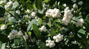 Simbolo di eleganza e di raffinatezza, scopri con noi gli alberi latifolie a fiore bianco, da regalare e da coltivare. Piante Con Bacche Idee Green