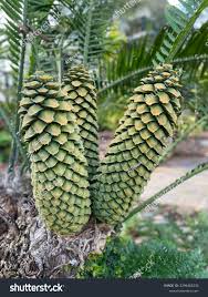 Image result for Encephalartos villosus