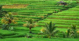 Jatiluwih Bali Objek Wisata Pemandangan Sawah Terasering Terluas