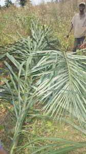 Image result for Raphia ruwenzorica