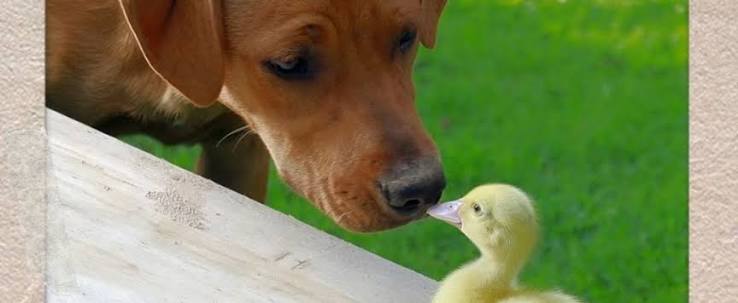 What to Know about Imprinting and Ducks from Pumpjack & Piddlewick