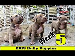 Born may 16th 2021 female is pink collar male is orange collar come vet checked first shots and dewormed with copies of all vetting for you to. American Bully Puppies Week 5 Update Clip 1 Female Available Youtube