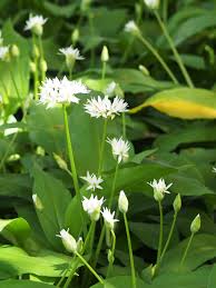 Image result for Allium ursinum