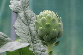 Artichokes are large perennial plants grown for their delicious large edible flower buds! Artichoke Growing Tips Techniques And Secrets Gardening Tips