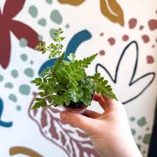 Image result for Rumohra adiantiformis