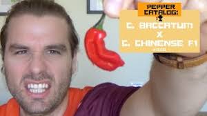 Farmer George's Pepper Catalog: Capsicum Baccatum x Capsicum Chinense F1  #008