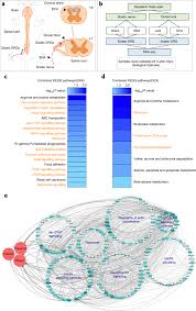 We understand the difficulties that businesses are forced to deal with and we make every effort to ensure that the services we provide do not interfere with the functioning of your business. Ampk Controls The Axonal Regenerative Ability Of Dorsal Root Ganglia Sensory Neurons After Spinal Cord Injury Nature Metabolism