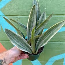 Image result for Sansevieria metallica