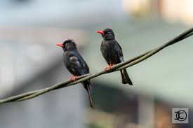 Photo - Black Bulbul - Hypsipetes leucocephalus - Observation.org