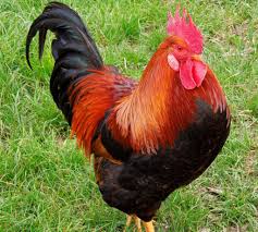 Gallo firma le calze più piccole al mondo. Gallo Liberal Dictionary