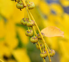 Image result for Flueggea