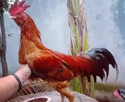 Bangkok ninja farm home facebook / ayam adalah hewan yang berasal dari kingdom animalia dan berada pada kelas aves. 7 Jenis Ayam Aduan Terbaik Masa Kini Paling Bagus
