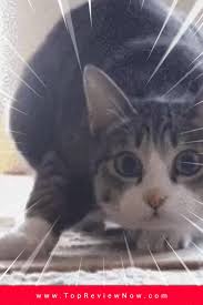 Https Encrypted Tbn0 Gstatic Com Images Q Tbn And9gcss82acf5nbbxykhlk6rdr H7vttsfsmofapw Usqp Cau