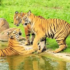 Tigers have less impact on ungulate populations than do wolves, and are effective in controlling the latter's numbers. International Tiger Day Fascinating Facts About The Biggest Wild Cats The Weather Channel Articles From The Weather Channel Weather Com
