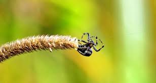 But exactly how fearsome is the false widow — and is the british press making a monster out of an ordinary garden bug? What Should I Do If I M Bitten By A Noble False Black Widow Spider