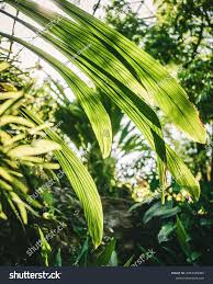 Image result for Molineria