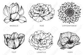 Create a beautiful piece of art to display in your home or office. Collection Of Flowers Drawing And Sketch With Line Art On White Stock Photo Picture And Royalty Free Image Image 77160107