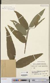 Image result for Teramnus micans