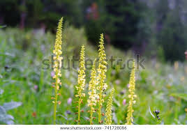 Pedicularis Capitata Images Stock Photos Vectors Shutterstock