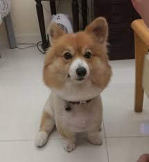 Check spelling or type a new query. Corgi Shaved By Mistake After Owner Asks Groomer For Trim