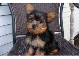Bundles of love puppies is a generation of family with a passion for first and foremost, quality, healthy, happy puppies and second, for creating families. Yorkshire Terrier Puppies In Iowa