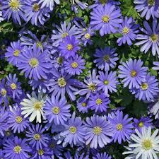 Anemone blanda 'blue shades' has long, blue petals and will grow in clumps to cover your garden in colour. Buy Anemone Blanda Blue Winter Windflower Free Delivery